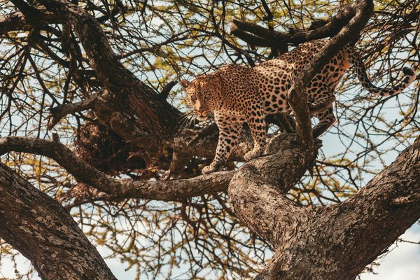 Comment participer à une expédition de conservation de la faune en Afrique: conseils et organisations?